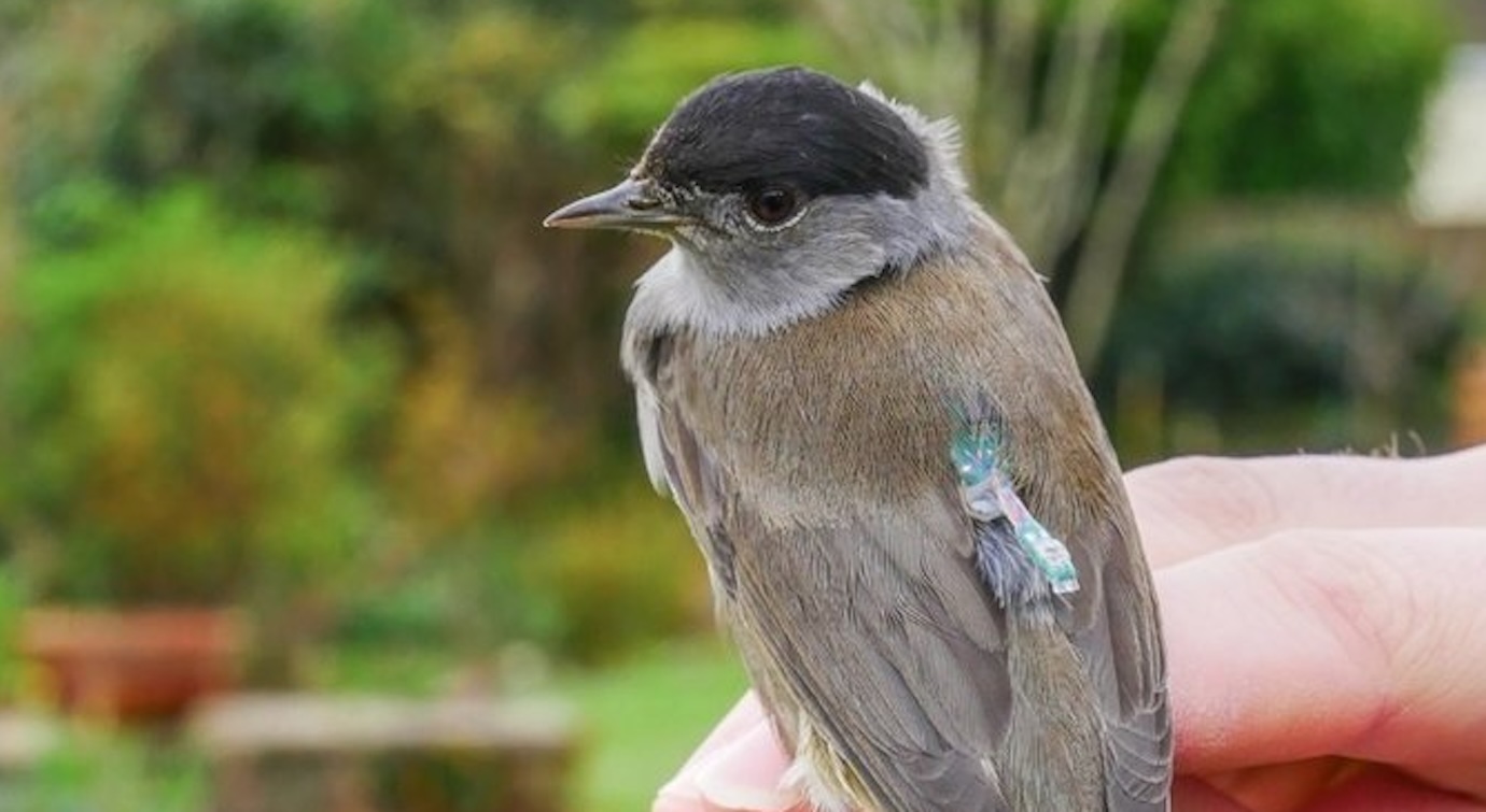 Blackcap migration genomics